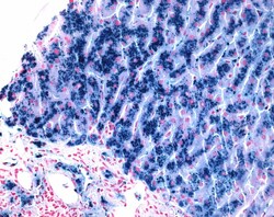 HEMATOGNOST Fe™, Staining Kit, MilliporeSigma™